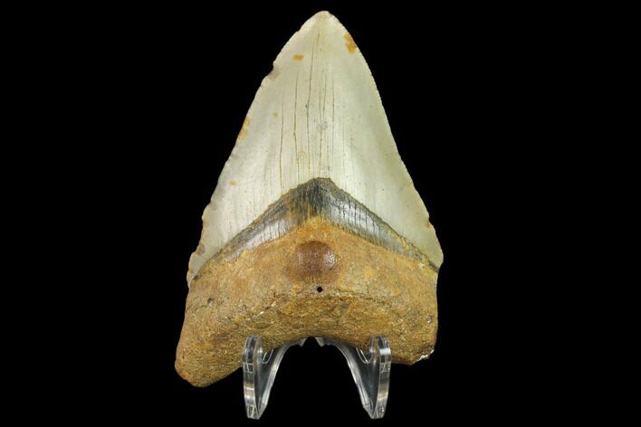 Fossil Megalodon Tooth - North Carolina #131573